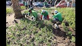 تشجير شارع إبراهيم أبو النجا (8)