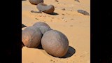 بطيخ الوادي 