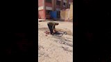بدء دهان وصيانة مدرسة الشهيد أحمد سمير بالقليوبية (3)