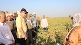 عُمدة المحاصيل الزيتية.. محافظ المنيا يشهد حصاد ودراس فول الصويا -صور