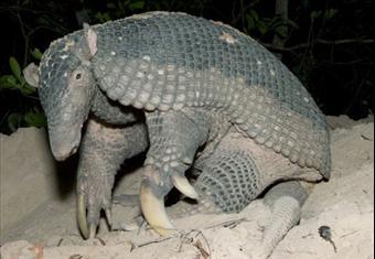 بالصور: حيوان المدرع يصنع الحياة لغيره