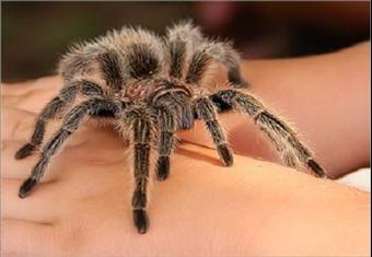 الدايلي ميل: اجبار عائلة بريطانية على مغادرة منزلها لوجود عناكب سامة 