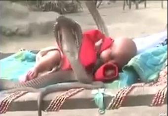 بالفيديو .. 4 ثعابين كوبرا تحرس رضيعاً نائماً في العراء