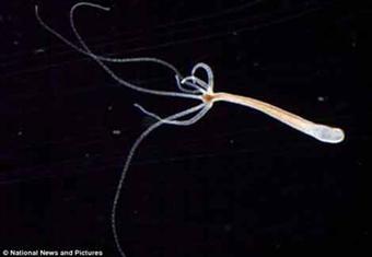 اكتشاف جديد: حيوان "خالد" لا يشيخ