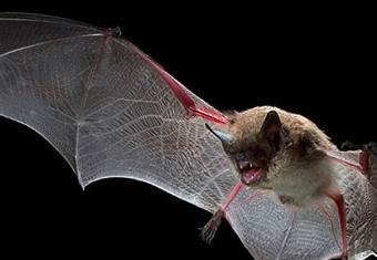 الاحتباس الحراري يؤثر على طيران ''الخفافيش''