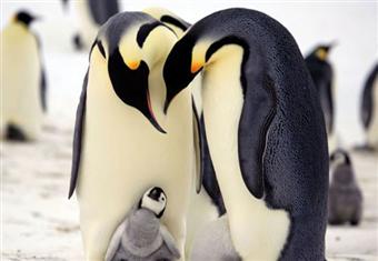 بالصور والفيديو: البطاريق ''تتجمع'' لتشعر بالدفء