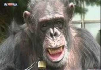 مطالبات حقوقية بمنح الشمبانزي"تومى" الجنسية الأمريكية وشخصية قانونية