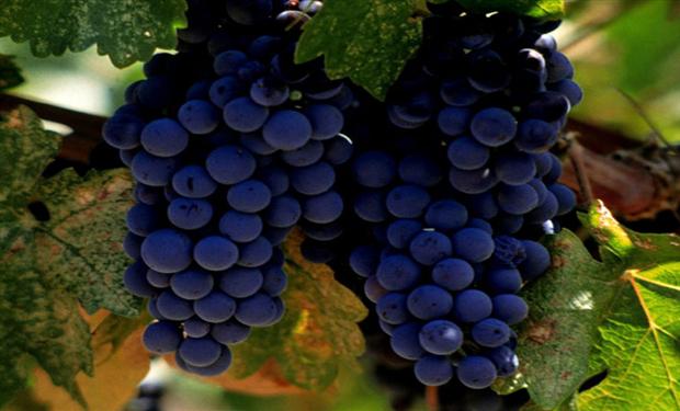 تناول العنب بانتظام يفيد قلب الرجال