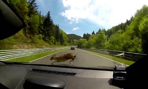 رينو ميجان RS تدهس غزال اقتحم حلبة السباق