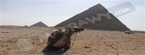 بالصور.. الأهرامات بدون سياح .. والضحايا '' الخيول والجمال والحمير'' (تقرير)