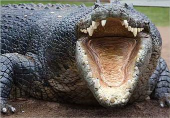 أستراليا: تمساح يخطف صبياً من بين اصدقاءه على الشاطئ