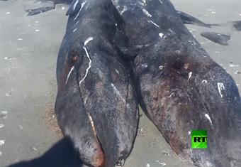 حوت "توأم سيامي"رمادي برأسين في المكسيك