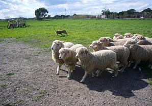 مُزارع وزوجته يُعلنان اكتشاف أغرب خروف في العالم