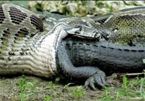 تمساح يخدع أفعى ويلتهمها من الداخل بعدما ابتلعته