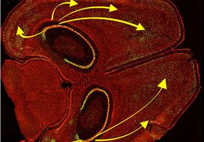 علماء يتمكنون من مسح ذاكرة الفئران باستخدام الضوء