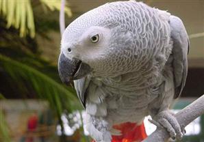 أستراليون يجمعون 130 ألف دولار في أسبوع واحد لإنقاذ ببغاء مهدد بالانقراض 