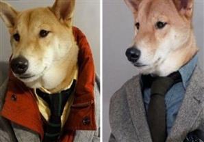 بالصور: الكلب بودي .. أشهر عارضي الأزياء الرجالية