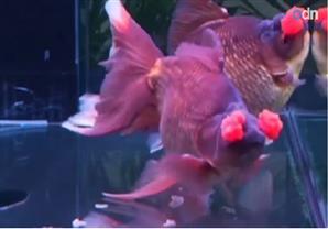 بالفيديو - مسابقة لاختيار ملكة جمال الأسماك في الصين