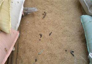 بداخلها حشرات.. ضبط 693 طن قمح فاسد داخل شونة في المنيا