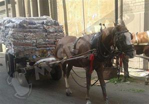 بالصور- ''عربة كارو بحصان''.. هنا شركة المحلة للغزل والنسيح