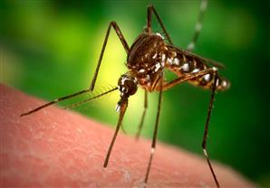 3 طرق طبيعية لعلاج لدغات البعوض