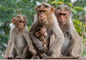 غضب شعبي في فلوريدا بسبب ''مزرعة القرود''