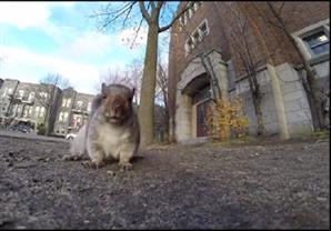 سنجاب يسرق كاميرا ويصعد بها إلى الشجرة