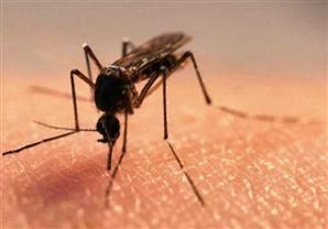 كيف تبعد البعوض عنك باستخدام مواد طبيعية