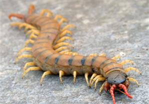 علماء يفكّون الشفرة الوراثية لأم أربع وأربعين