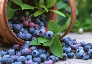 13 نوع من الأطعمة تساعدك علي تقوية الذاكرة