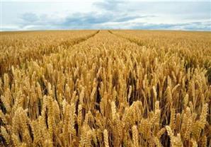 البلتاجي يعلن الانتهاء من زراعة 3.1 مليون فدان قمح 