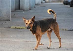 كلب ضال يعقر ممرضة خلال حملة تطعيم في قنا