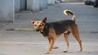 طالب يضع طعامًا مسمّمًا للكلاب الضالة في الجيزة والأمن يكشف دوافعه