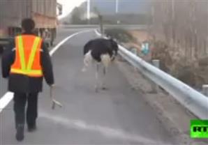 ذكر نعام يسابق الشاحنات ويُعطّل الطريق السريع