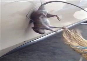  فأر دمر سيارة جديده لشاب فشاهد ماذا فعل به