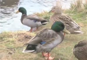 بالفيديو- جيوش ''البط'' تحتل مدينة كندية