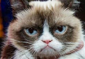 هل تصبح ''القطة جرمبي'' من رموز هوليوود؟