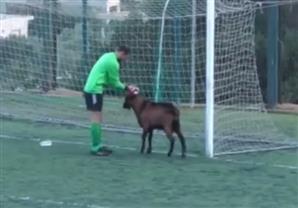 ''معزة'' تقتحم ملعب كرة قدم في اليونان