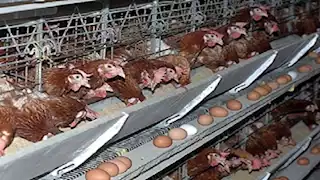 وزير الزراعة: تراجع أسعار الدواجن والبيض بعد قرار فتح الاستيراد