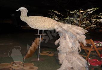 ''شوف الزهور واتعلم''.. شايف في الورد ''طاووس''؟