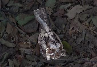 بالفيديو- طائر يستخدم ''تمويه'' يثير ذهول العلماء