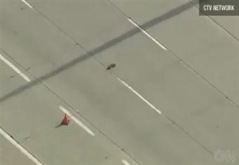 بطة تنجح بالعبور بفراخها من أحد أسرع الطرق الأمريكية السريعة 