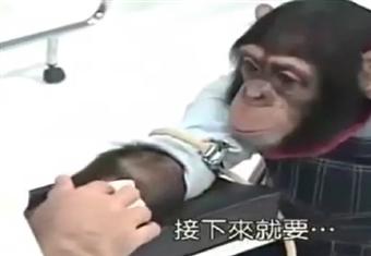 رد فعل قرد عند مشاهدته لإبرة الحقن  