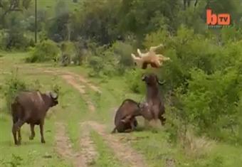 جاموسة تقذف أسدا في الهواء لانقاذ أخرى من أنيابه