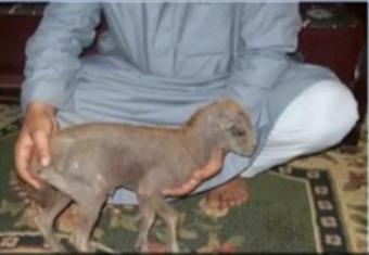 شاهد - المعزة الجمل تهدد النساء الحوامل في مصر