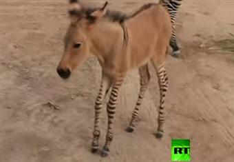 هجين نادر جدا  لتزاوج أنثى الحمار الوحشي مع ذكر حمار عادى