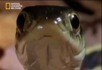 من غرائب الطبيعة فيديو لفار ياكل أفعى مقطع غريب جدا