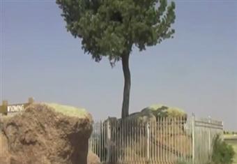 شجرة تنمو من داخل الصخرة