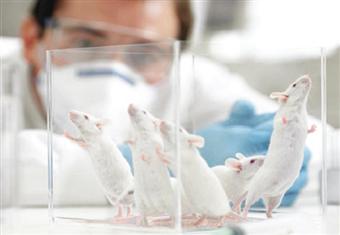 باحثون يكشفون النقاب عن خريطة تفصيلية لمخ الفأر