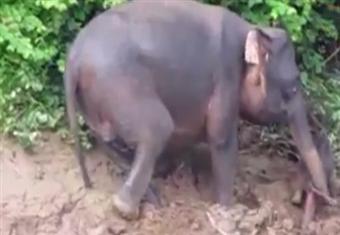 فيله تنقذ طفلها من الغرق في النهر